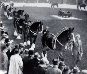 Parade of Shire stallions 1940