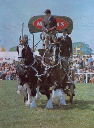 Shires in harness